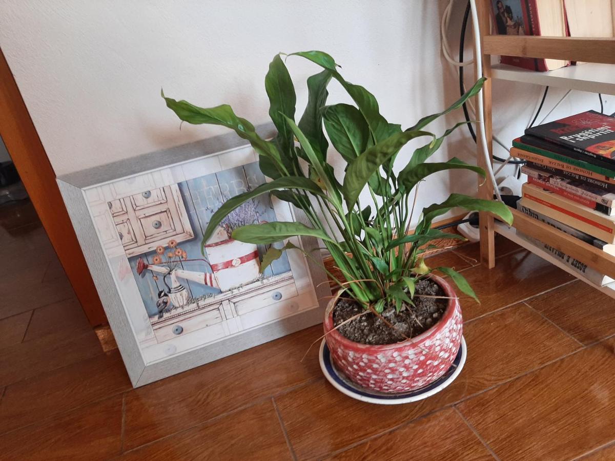Cosy Central Apartment Shkoder Ngoại thất bức ảnh